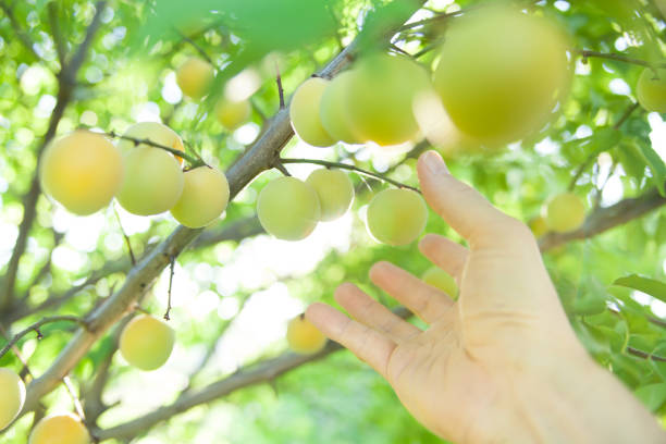 hand harvesting ripe plum from the tree