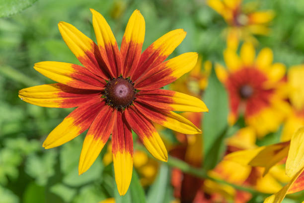 flores rudbeckia, rudbeckie no jardim na primavera. - macro close up sunflower france - fotografias e filmes do acervo