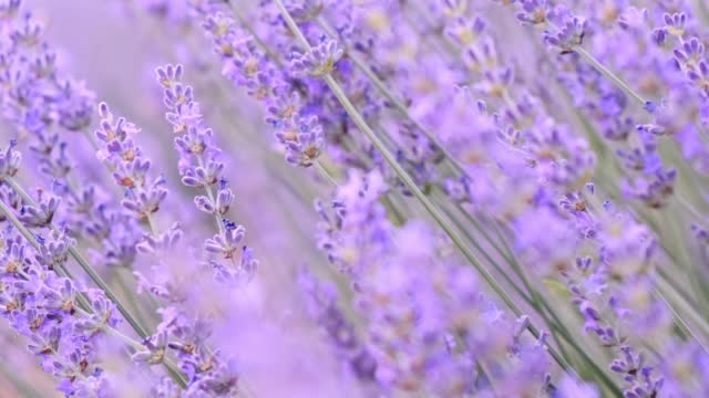 Blooming Lavender Swaying in Wind