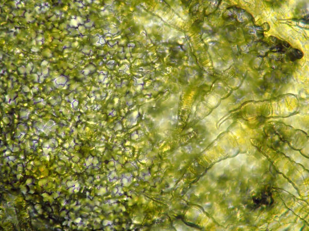 istock Micrograph of cucumber petals 1406474293