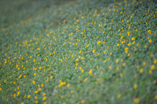 green grass with yellow flowers