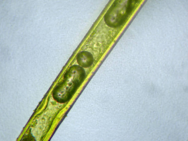 istock Micrograph of morning glory's calyx hair 1406476128