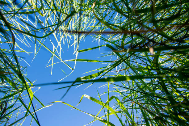 istock look at the sky through the grass 1406476199