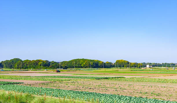 istock Japanese agriculture field in Chiba 1406476267