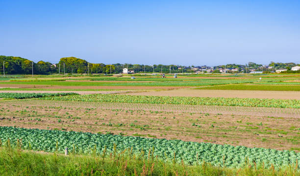 istock Japanese agriculture field in Chiba 1406476270