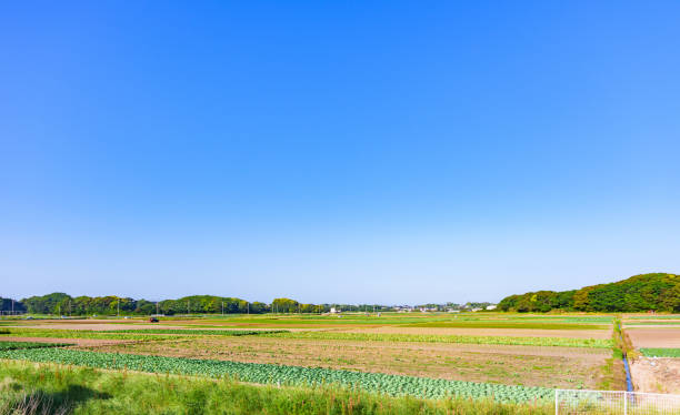 istock Japanese agriculture field in Chiba 1406476271