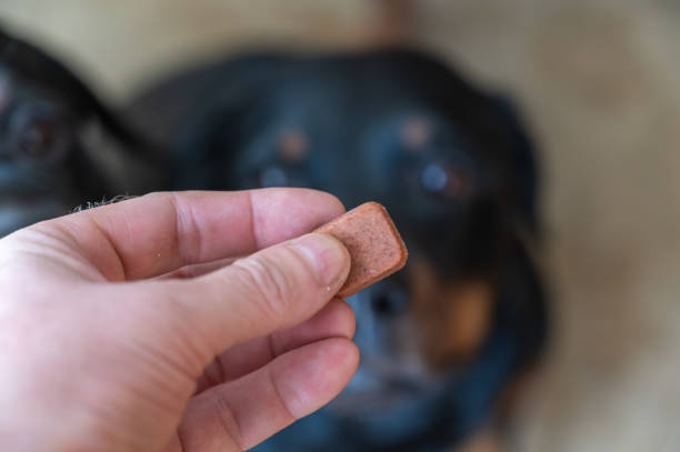 istock A man is holding a chewable flea and tick pill for pets. Veterinary drug for oral use without packaging. A female Rottweiler sitting on a carpet. Close-up. Selective focus. 1406476363