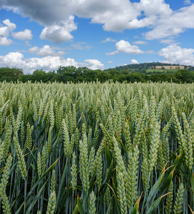 Field Of Fresh Green Wheat In A Countryside View In The Cotswolds