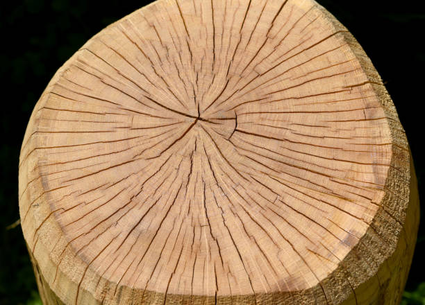 istock Annual rings of a tree 1406478278