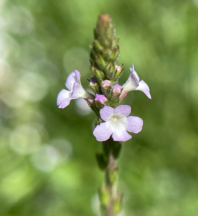 Verbena is an important medicinal and medicinal plant and has white and pink flowers.