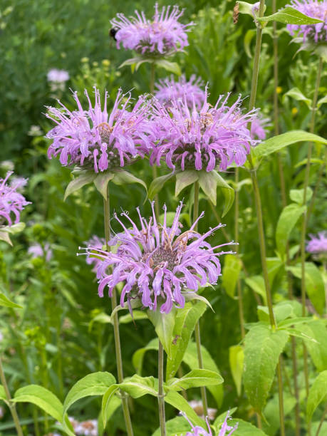 istock Indiandern armchair, Monarda, didyma 1406479121