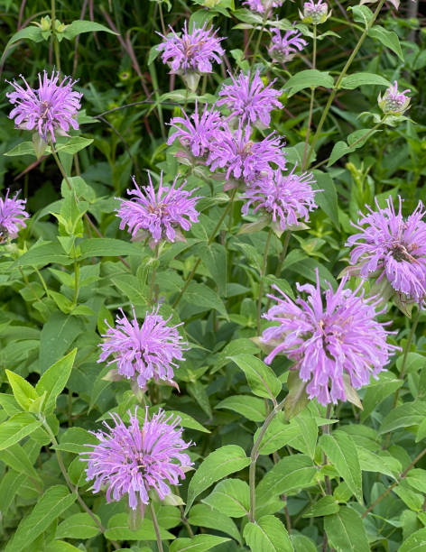 istock Indiandern armchair, Monarda, didyma 1406479128