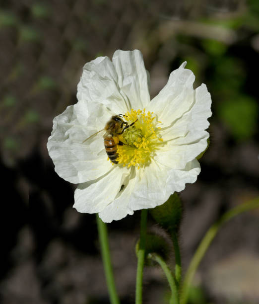 istock Bee, Apis mellifera, Papaver, nudicaule 1406479245