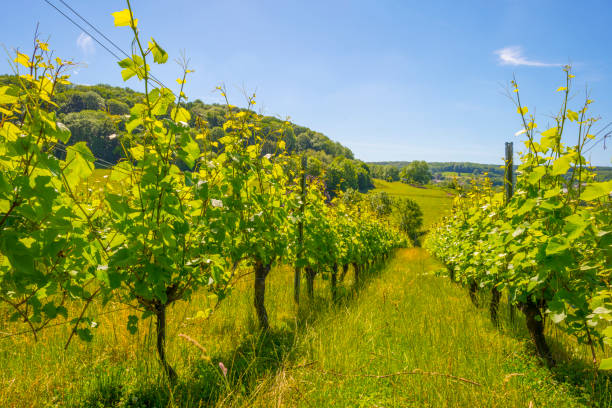Vines growing in a vineyard on a hill in bright sunlight under a blue sky in springtime stock photo