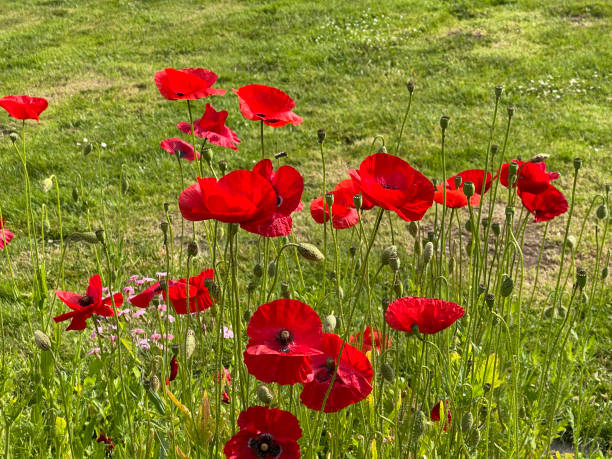 istock Klatschmohn, Papaver, rhoeas 1406479311