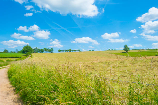 Fields and trees in a green hilly grassy landscape under a blue sky in sunlight in spring, Voeren, Limburg, Belgium, June, 2022