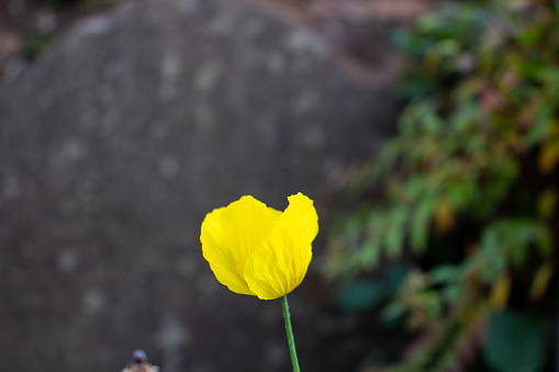 a single yellow Welsh poppy (Papaver cambricum) isolated against a pale brick wall