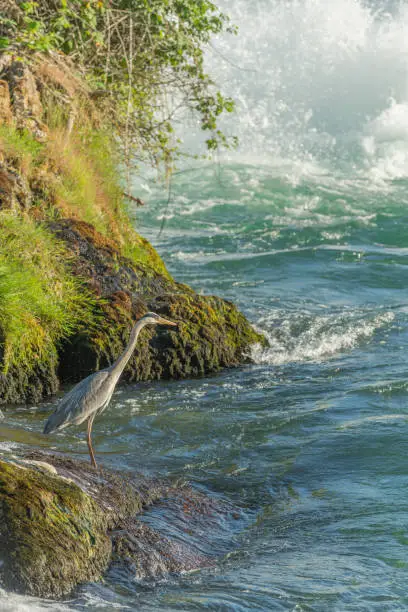 Photo of Grey heron (ardea cinerea) at water's edge in front of Rhine Falls waterfall.