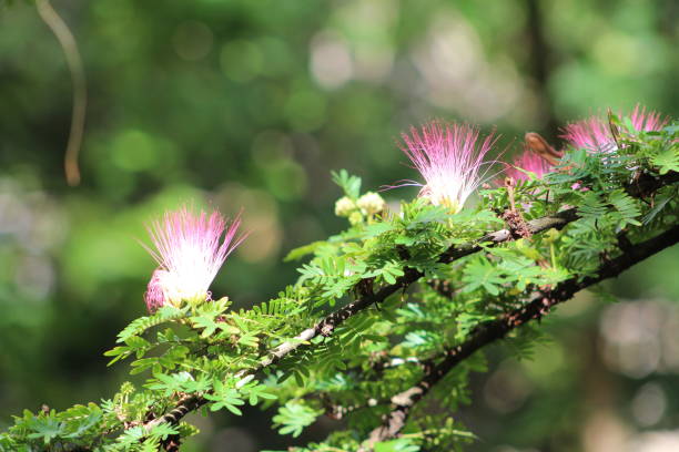 Surinam Powder Puff Tree (Calliandra surinamensis) stock photo