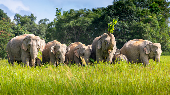 Wild elephant family eating small trees and bushes in green grass field of tropical rainforest on sunny day, Thailand. Elephant parents protecting baby to stay inside the herd.