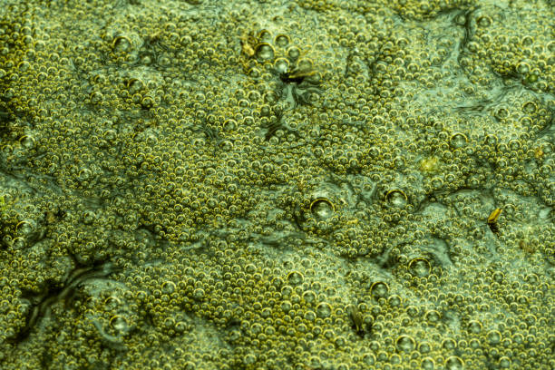 golden green water bubbles, usable as background or texture