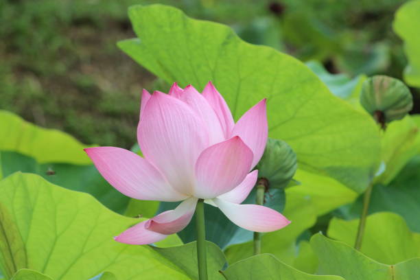 Indian lotus (Nelumbo nucifera) stock photo