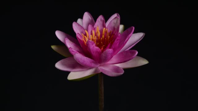 Close up of a  pink waterlily blooming on black background