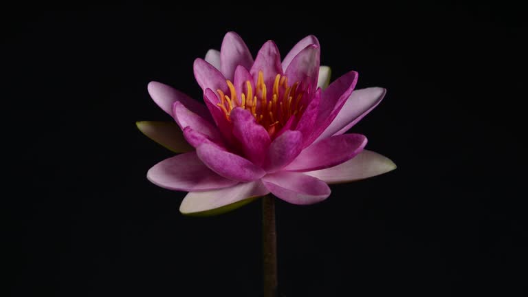 Close up of a pink waterlily blooming on black background
