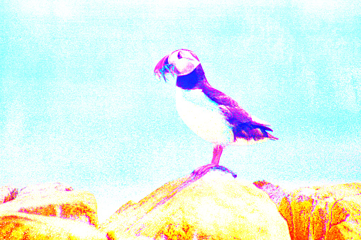 Colourful puffin background