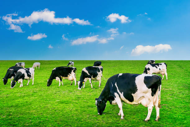 istock Cows eating lush grass on the green field. 1406484108