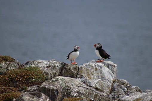 Puffins on cliff top on Isle of May in Scotland