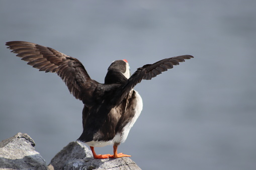 Puffin on cliff top on Isle of May in Scotland