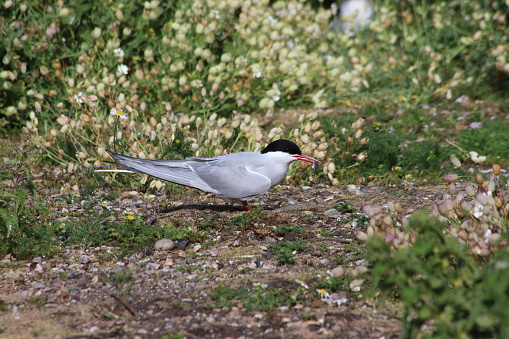 Arctic tern on ground