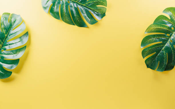 istock Summer composition background concept made from monstera leaf on yellow background. 1406486497