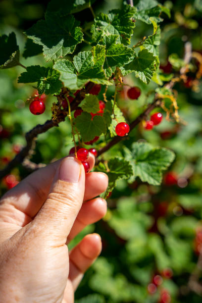 istock A woman picks fresh currants from a bush 1406486740