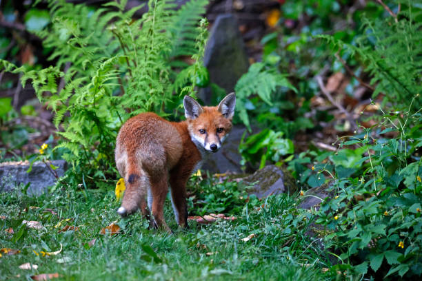 Urban fox cubs exploring the garden
