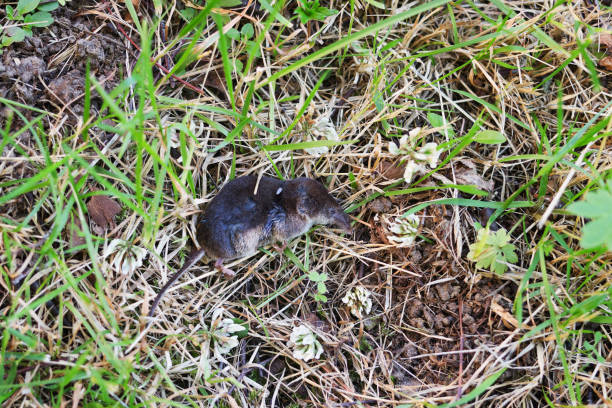 Field mouse lying on its back. Isolated on a white background.