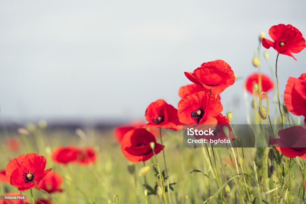 Poppies Field Poppies field on a sunny summers day. Remembrance Day Stock Photo