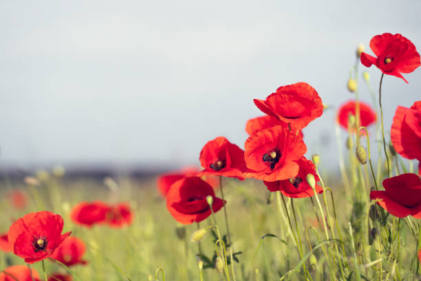 Poppies Field Poppies field on a sunny summers day. inflorescence stock pictures, royalty-free photos & images