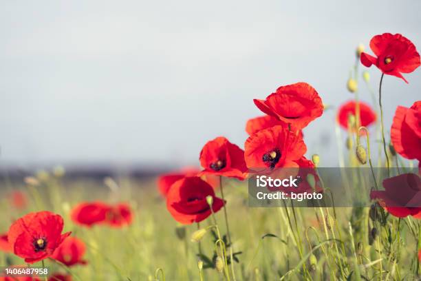 Poppies Field Stock Photo - Download Image Now - Remembrance Day, Poppy - Plant, Remembrance Sunday