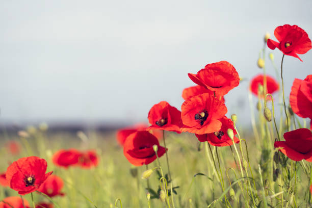 pole maków - flower red poppy sky zdjęcia i obrazy z banku zdjęć