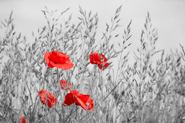 양귀비 고립 된 붉은 색 - poppy field remembrance day flower 뉴스 사진 이미지