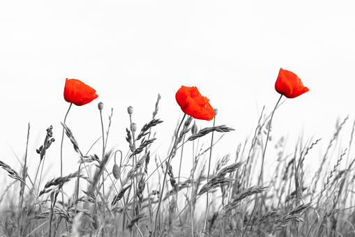 Poppy isolated red color