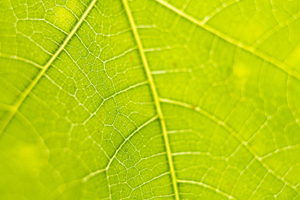 istock Macro vein details on green leaf back lit by sunlight 1406488111