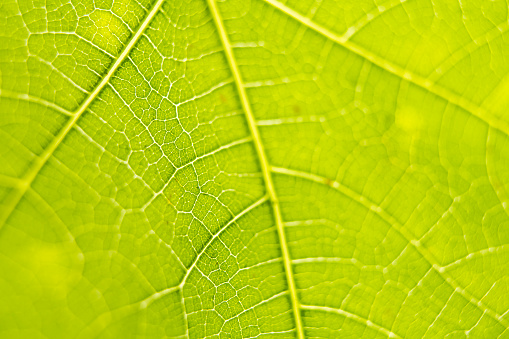 Macro vein details on green leaf back lit by sunlight