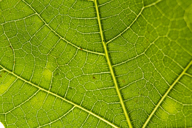 istock Macro vein details on green leaf back lit by sunlight 1406488115