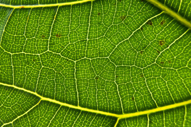 Surface of leaf cells closeup