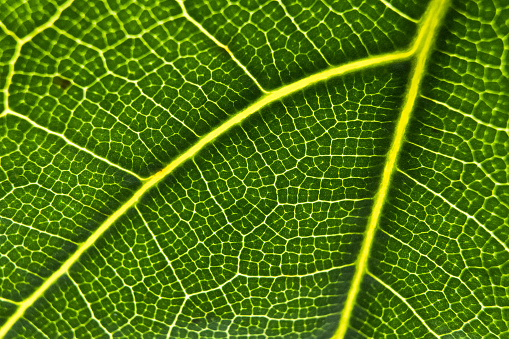 Macro details of fractal veins on green leaf