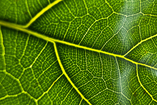 High contrast veins on leaf with intricate fractal details