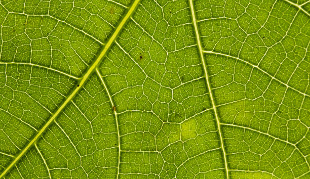 istock Macro vein details on green leaf back lit by sunlight 1406488743